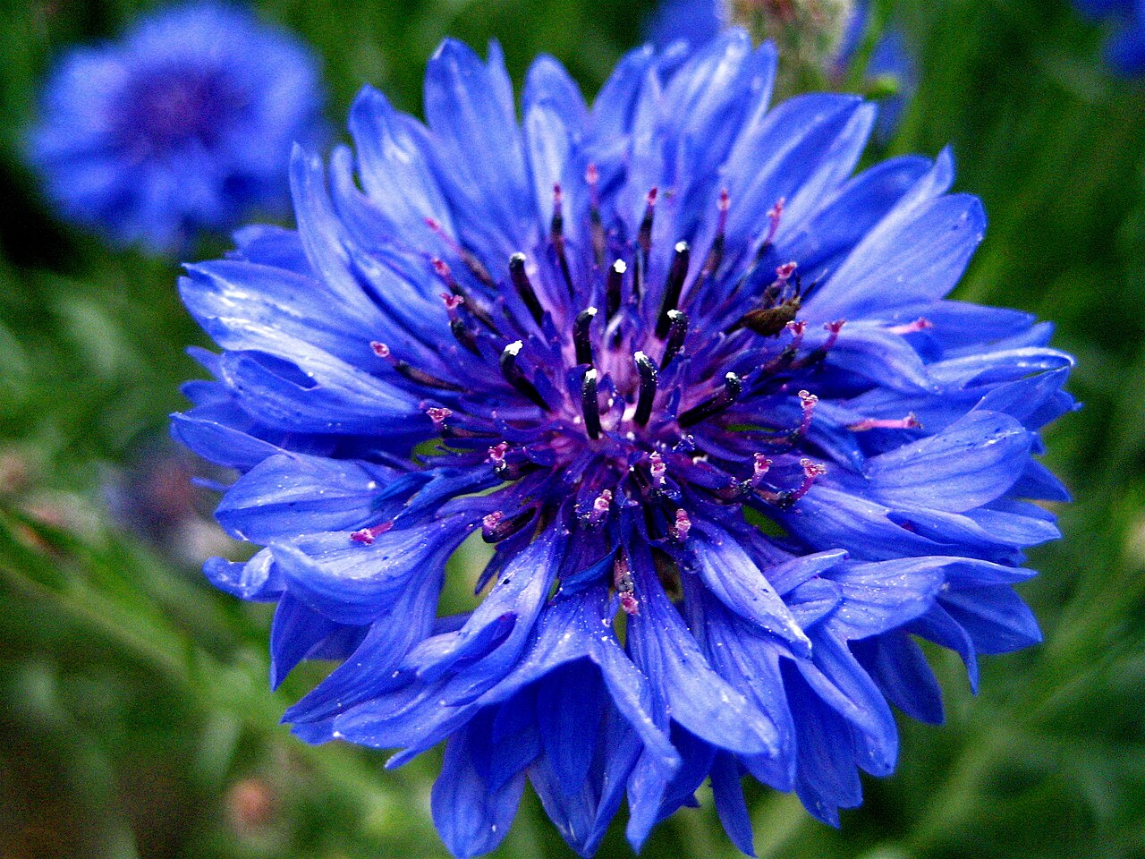 images